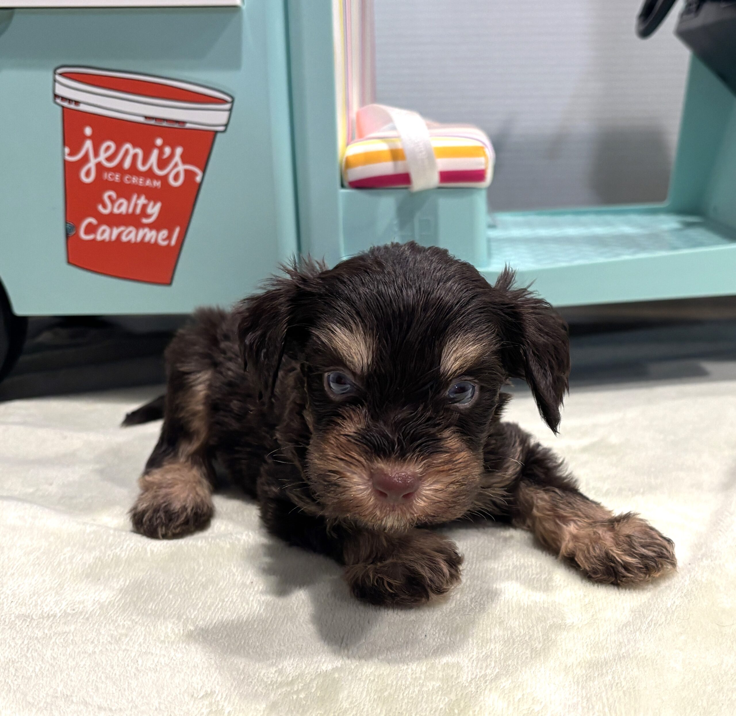 OLIVER – Miniature Schnoodle $2800