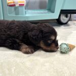 OLIVER – Miniature Schnoodle $2800