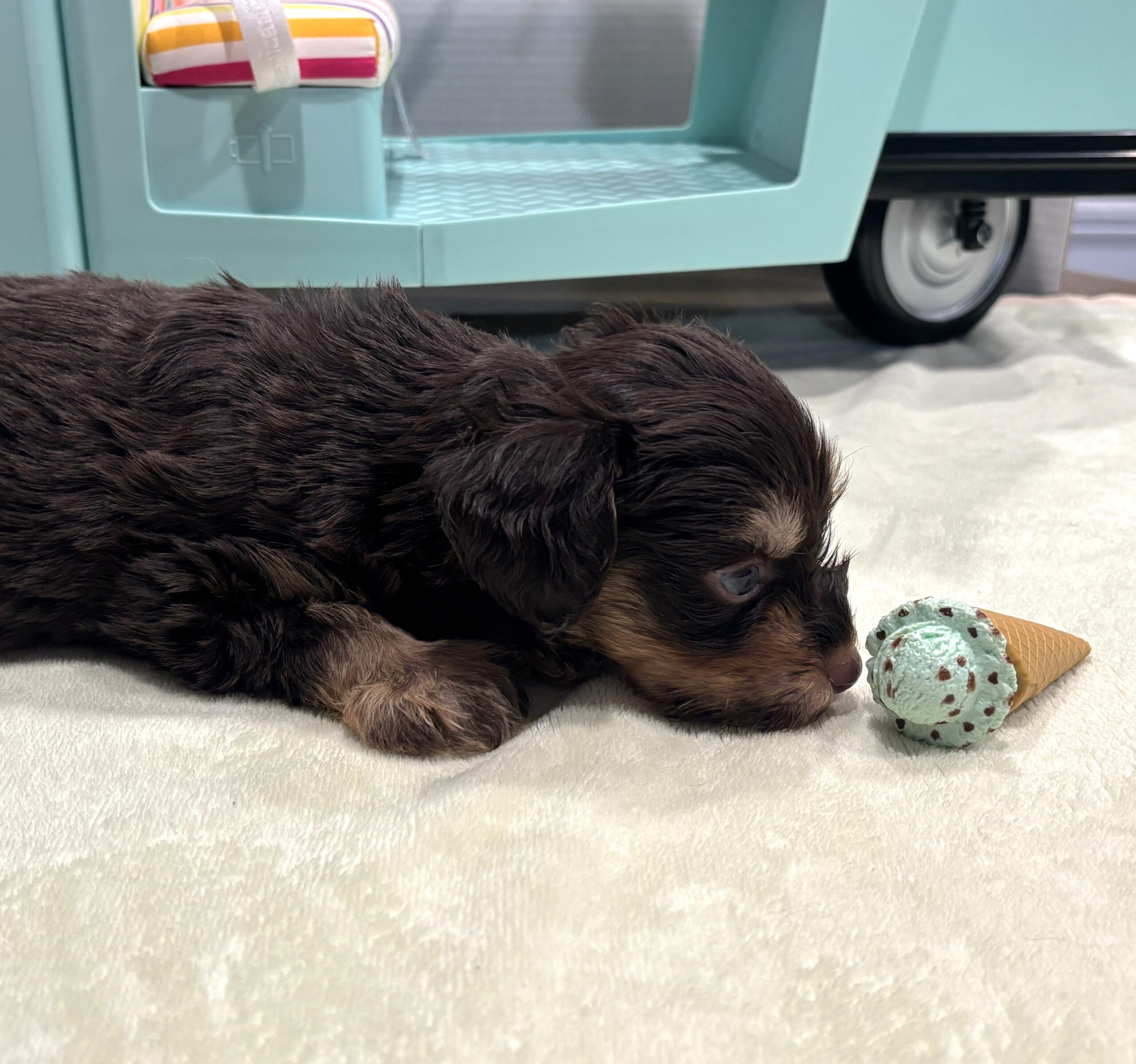 OLIVER – Miniature Schnoodle $2800