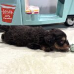 OLIVER – Miniature Schnoodle $2800