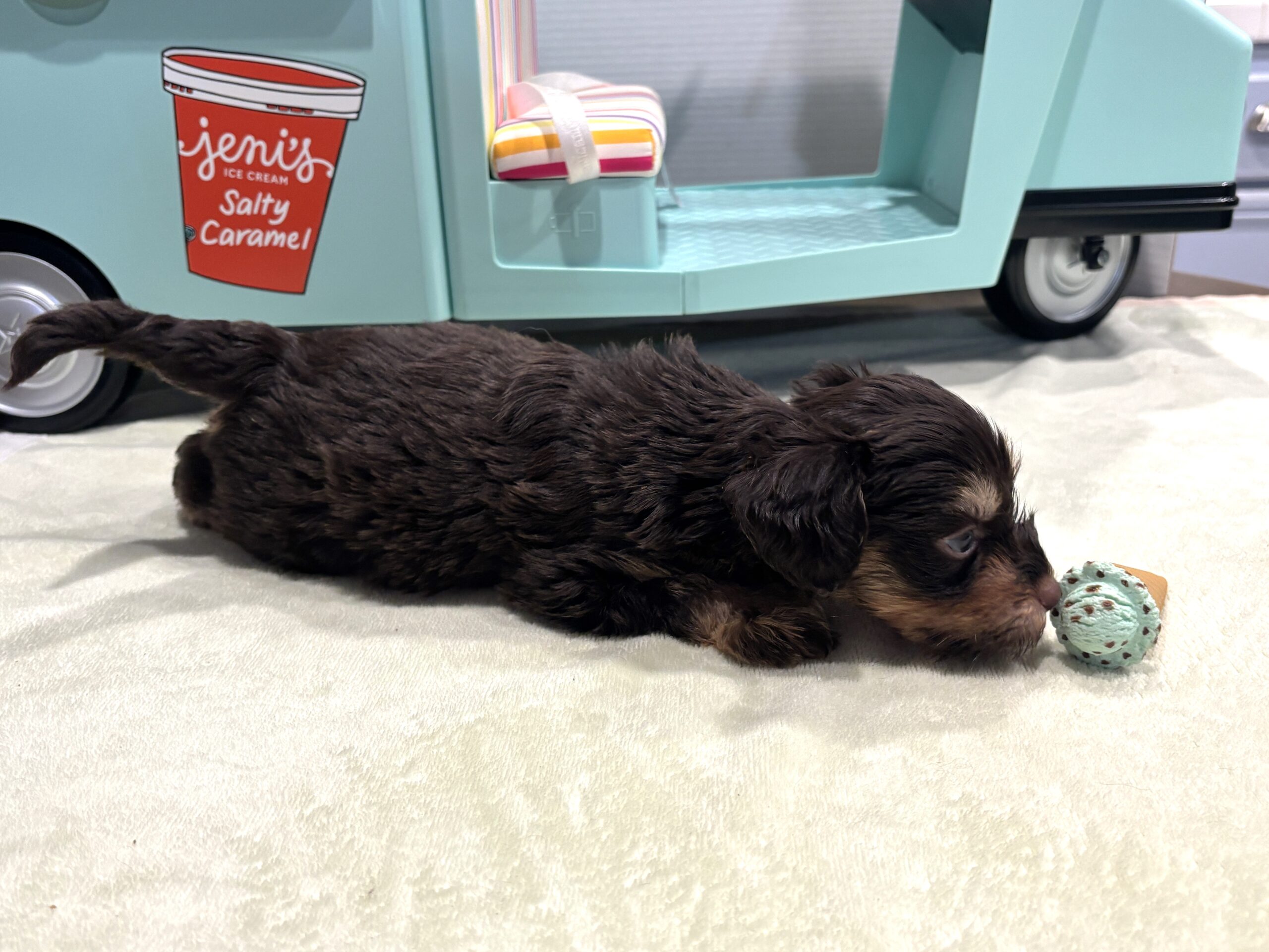 OLIVER – Miniature Schnoodle $2800