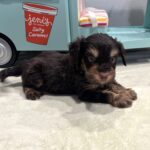 OLIVER – Miniature Schnoodle $2800