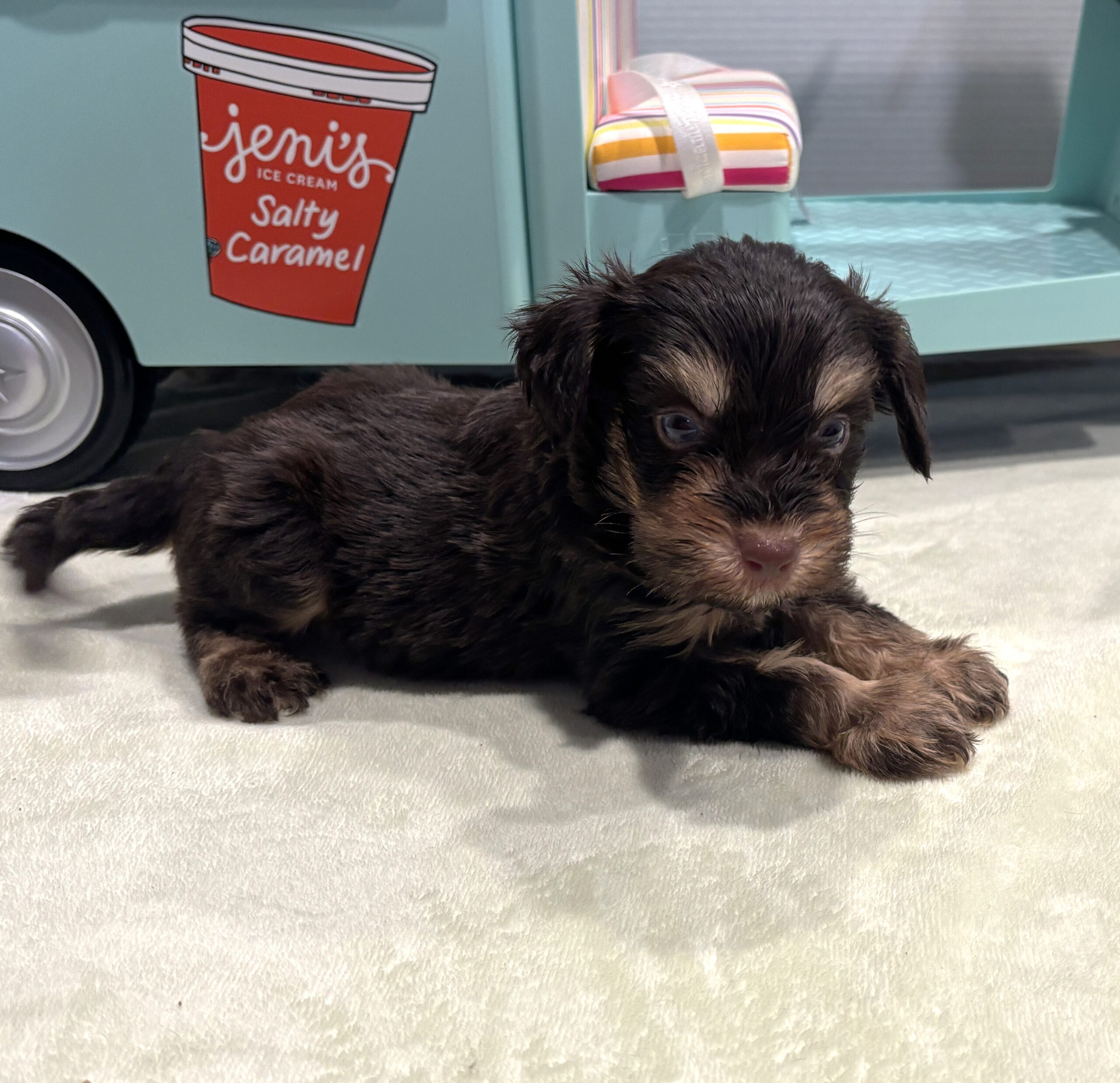 OLIVER – Miniature Schnoodle $2800