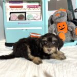 OLIVER – Miniature Schnoodle $2500