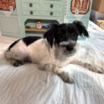 Peanut – Miniature Schnauzer / SALE! $600