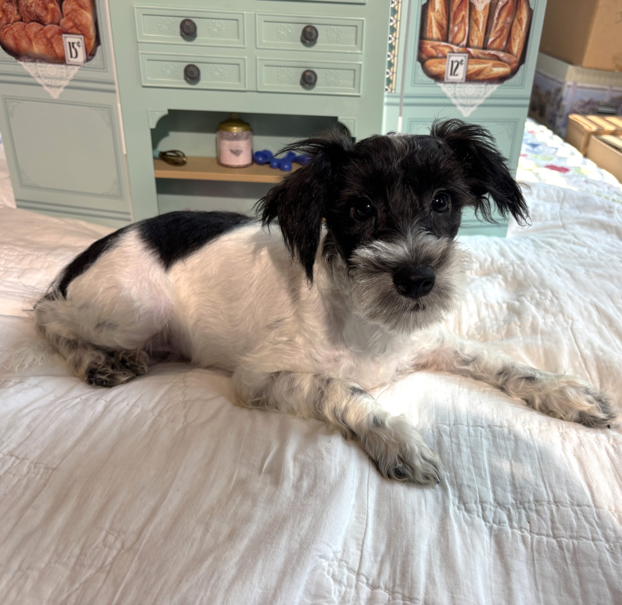Peanut – Miniature Schnauzer / SALE! $600