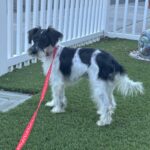 Peanut – Miniature Schnauzer $950