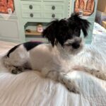 Peanut – Miniature Schnauzer / SALE! $600