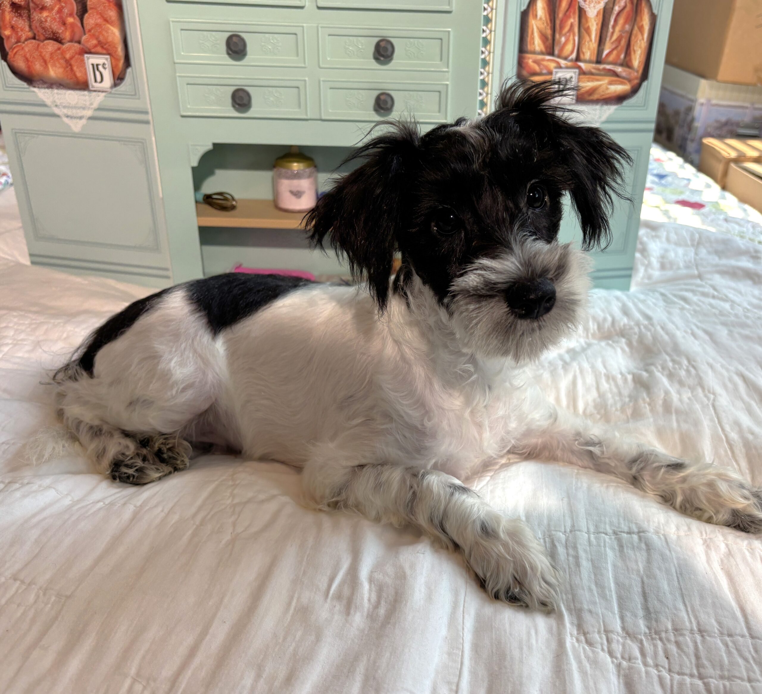 Peanut – Miniature Schnauzer / SALE! $600