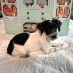 Peanut – Miniature Schnauzer / SALE! $600