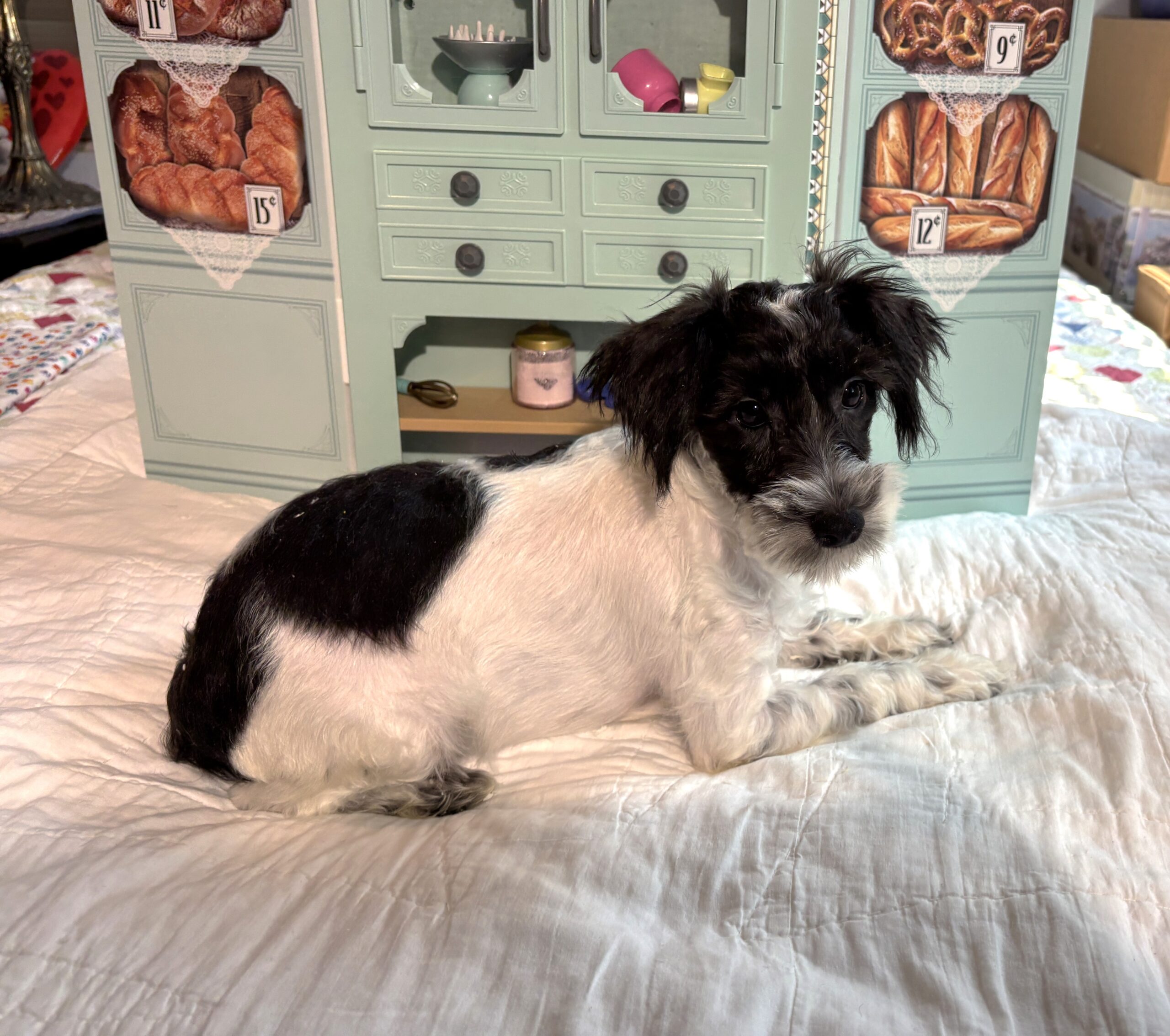 Peanut – Miniature Schnauzer / SALE! $600