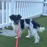 Peanut – Miniature Schnauzer $950