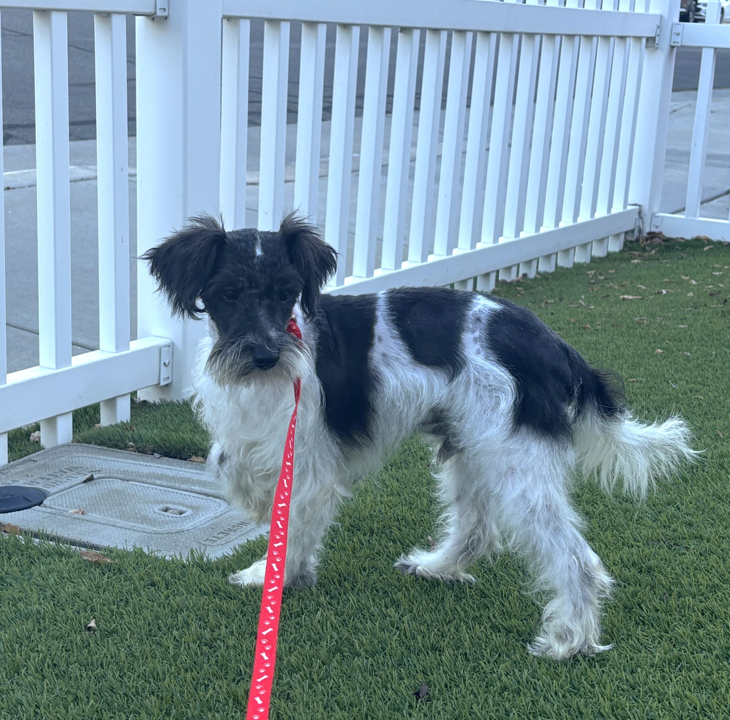 Peanut – Miniature Schnauzer $950