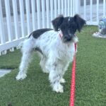 Peanut – Miniature Schnauzer $950