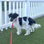 Peanut – Miniature Schnauzer $950