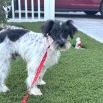 Peanut – Miniature Schnauzer $950