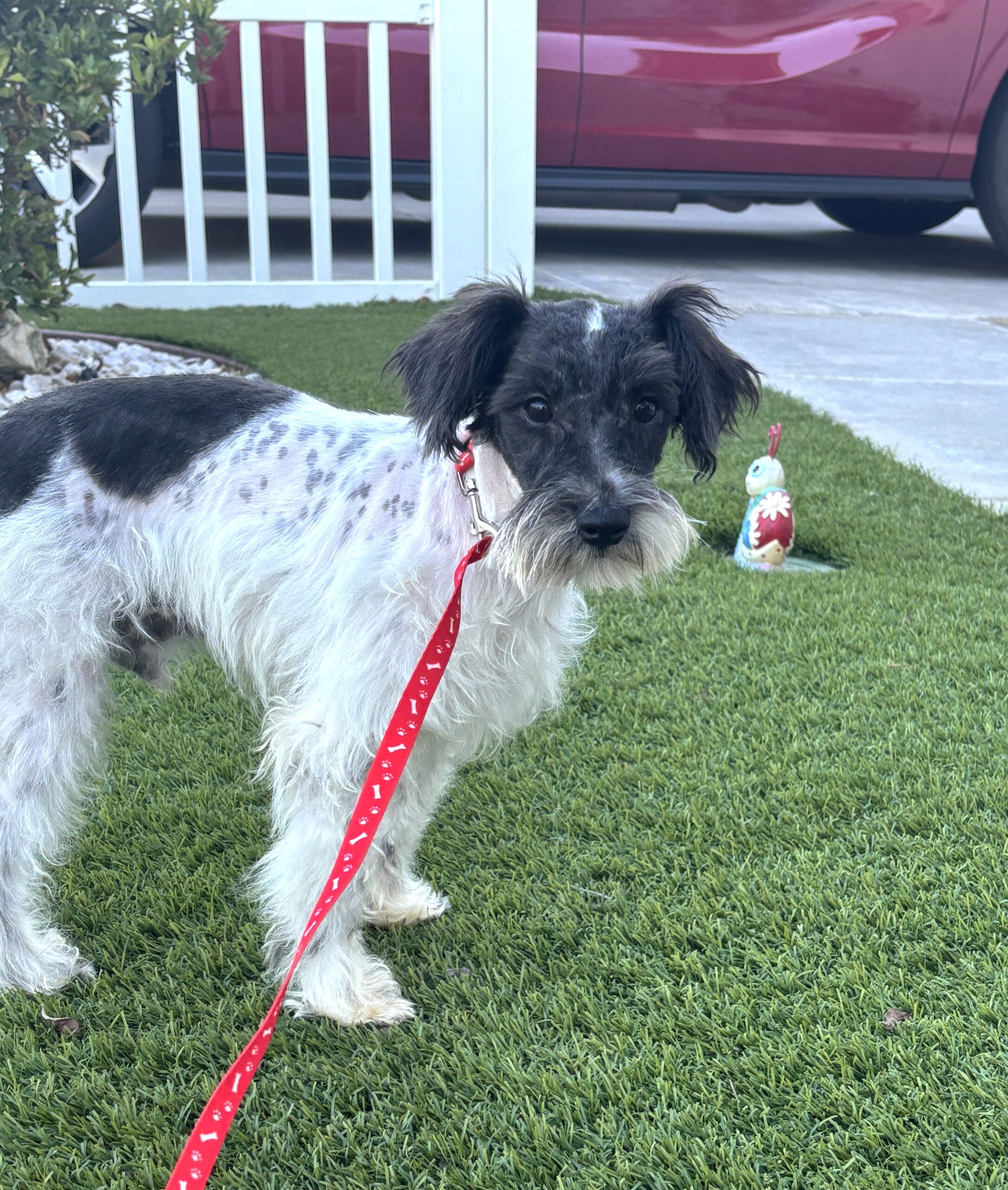 Peanut – Miniature Schnauzer $950