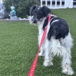 Peanut – Miniature Schnauzer $950