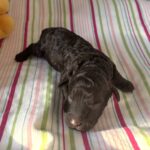 Ricky – Miniature Schnoodle $2400