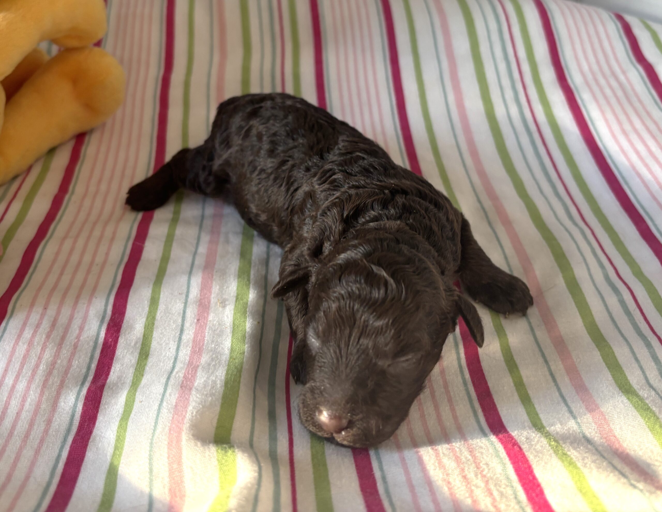 Ricky – Miniature Schnoodle $2400
