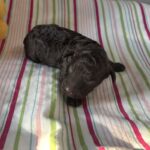 Ricky – Miniature Schnoodle $2400