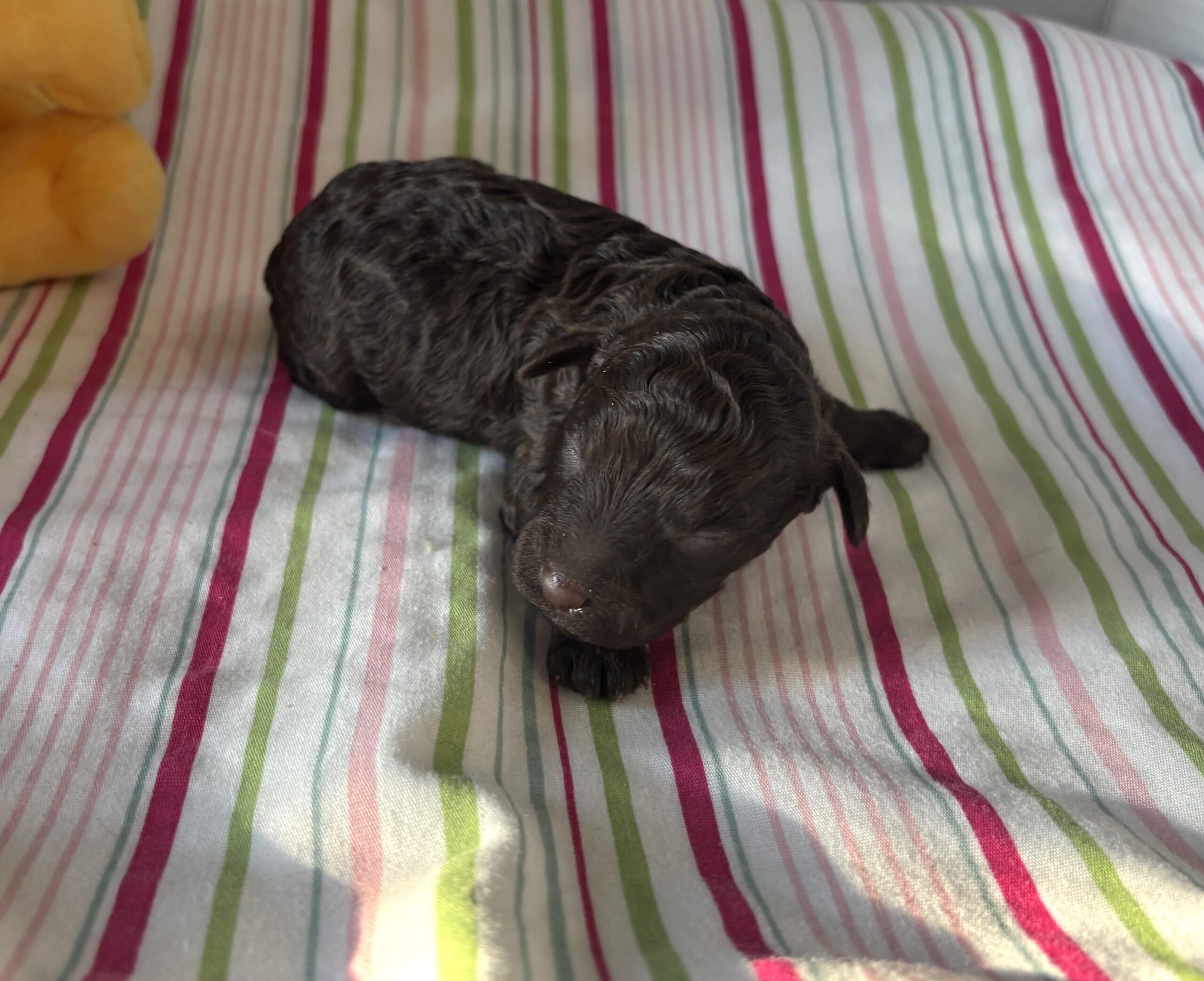 Ricky – Miniature Schnoodle $2400