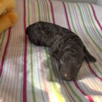 Ricky – Miniature Schnoodle $2400