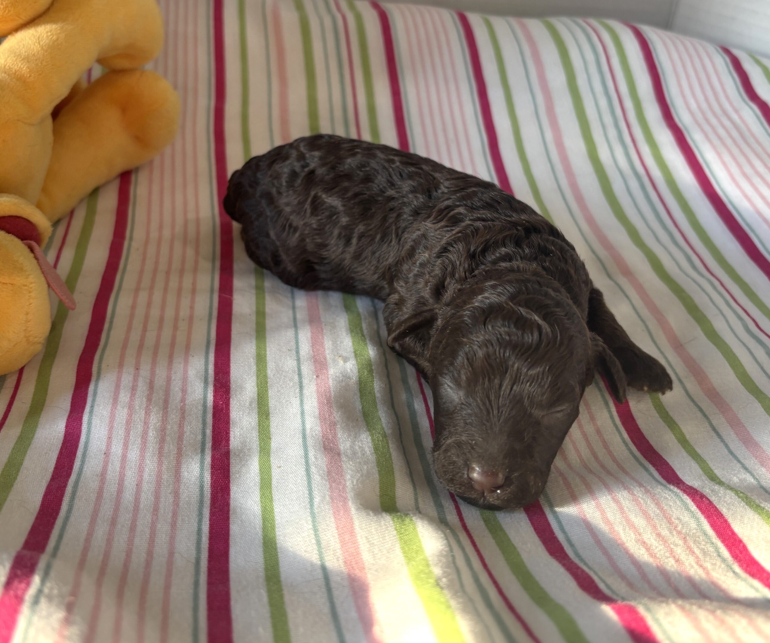 Ricky – Miniature Schnoodle $2400