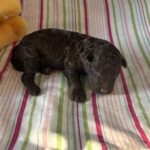 Ricky – Miniature Schnoodle $2400