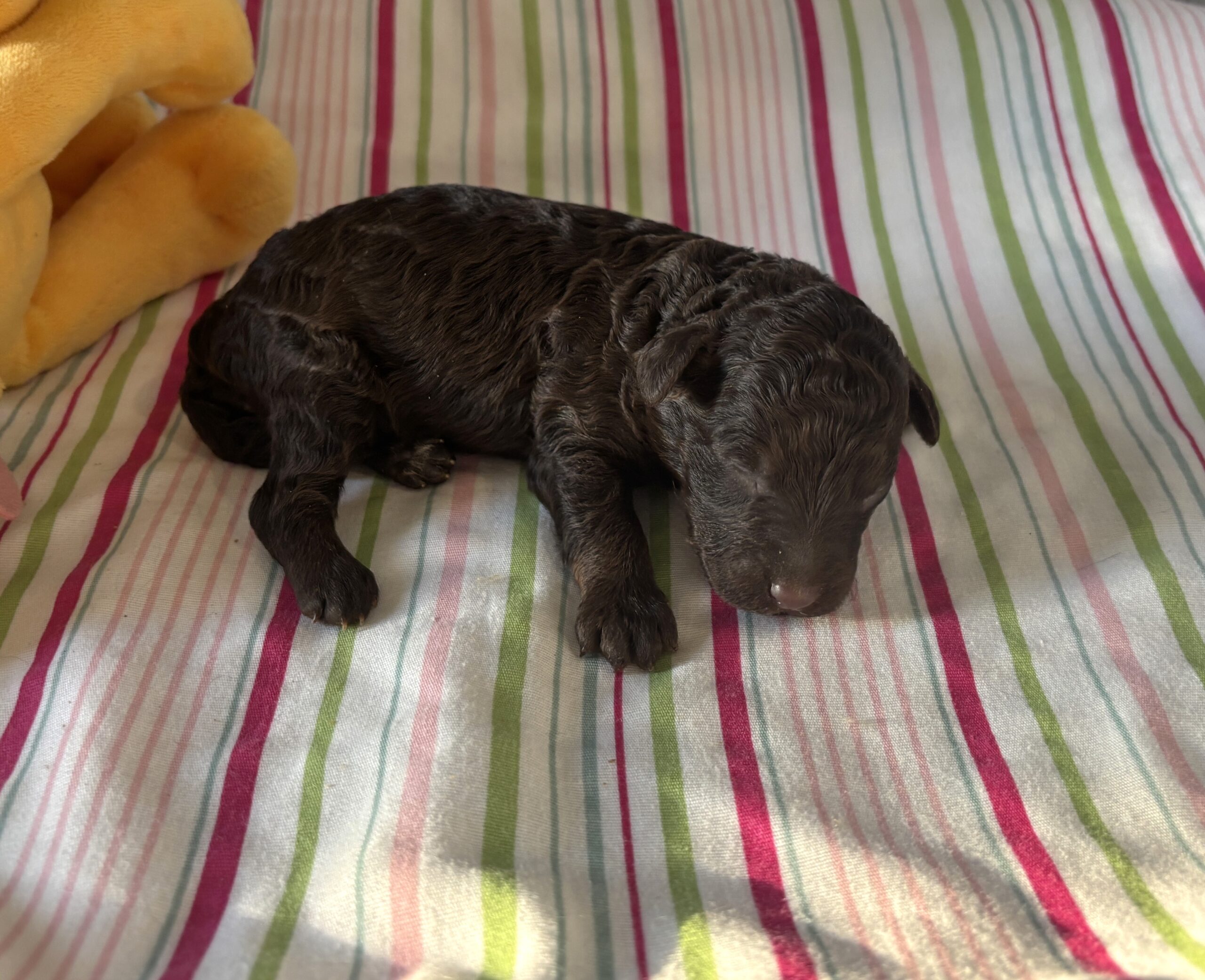 Ricky – Miniature Schnoodle $2400