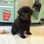 RICKY – Miniature Schnoodle $2400