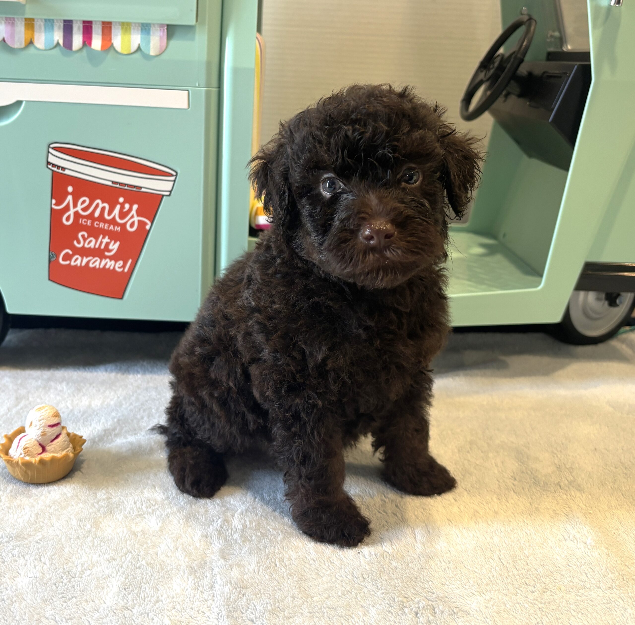 RICKY – Miniature Schnoodle $2400