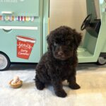 RICKY – Miniature Schnoodle $2400