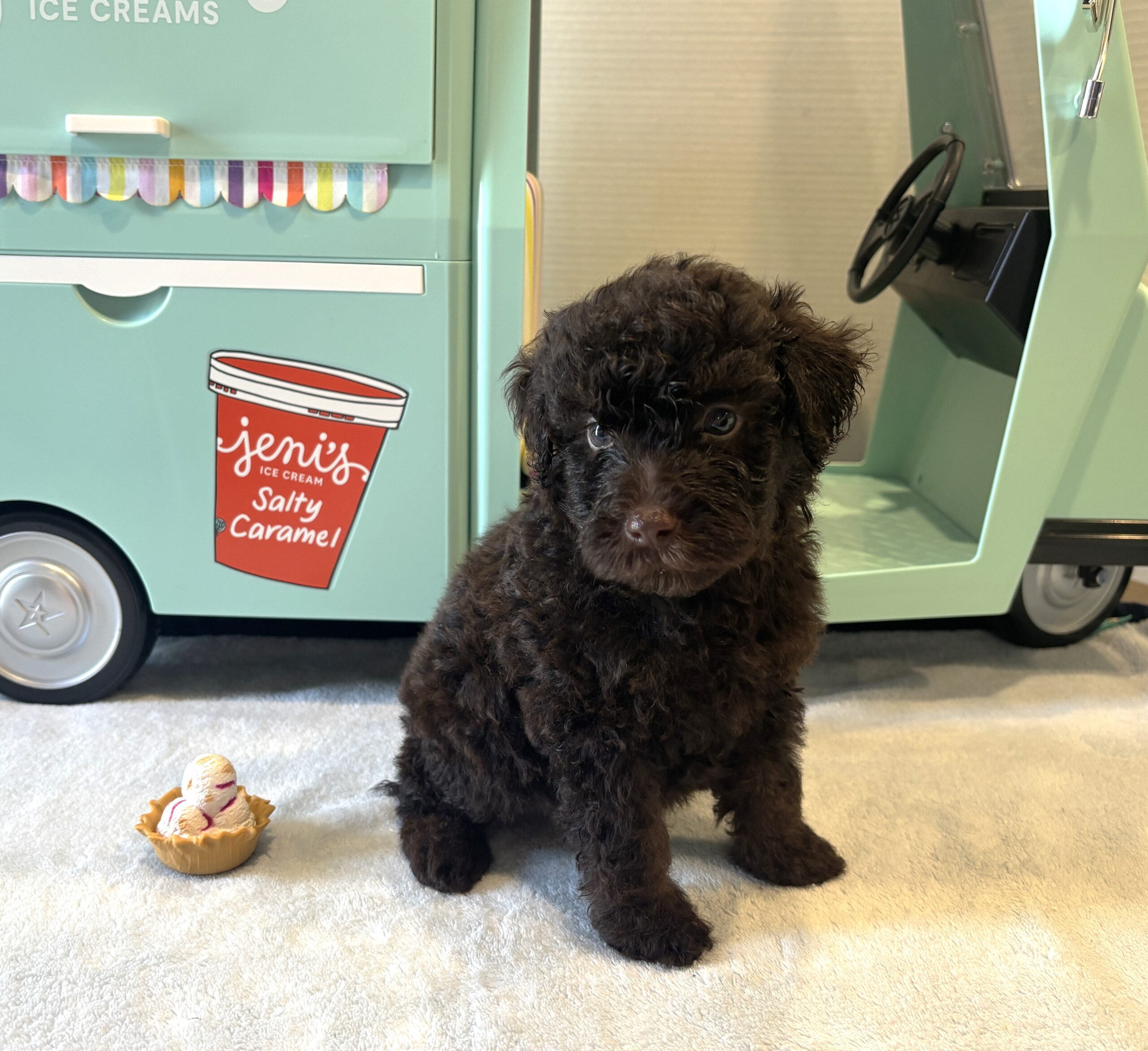 RICKY – Miniature Schnoodle $2400