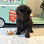 RICKY – Miniature Schnoodle $2400