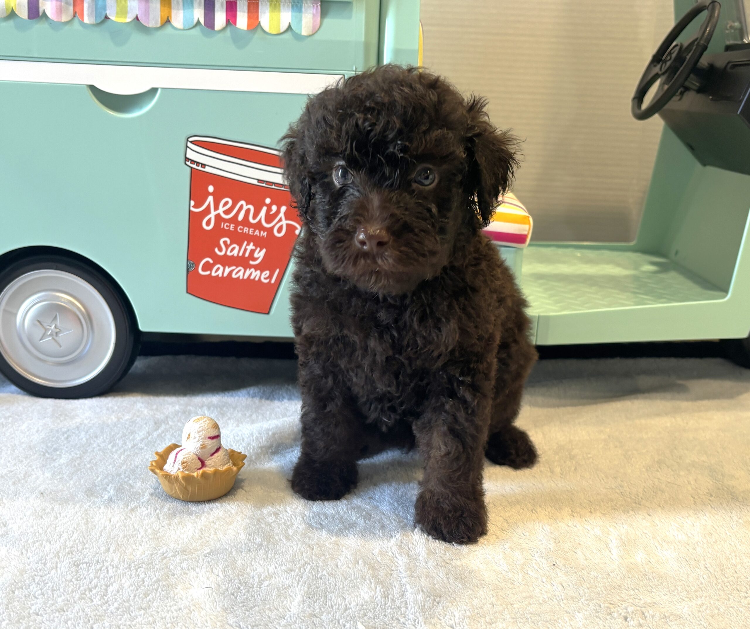 RICKY – Miniature Schnoodle $2400
