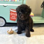 RICKY – Miniature Schnoodle $2400
