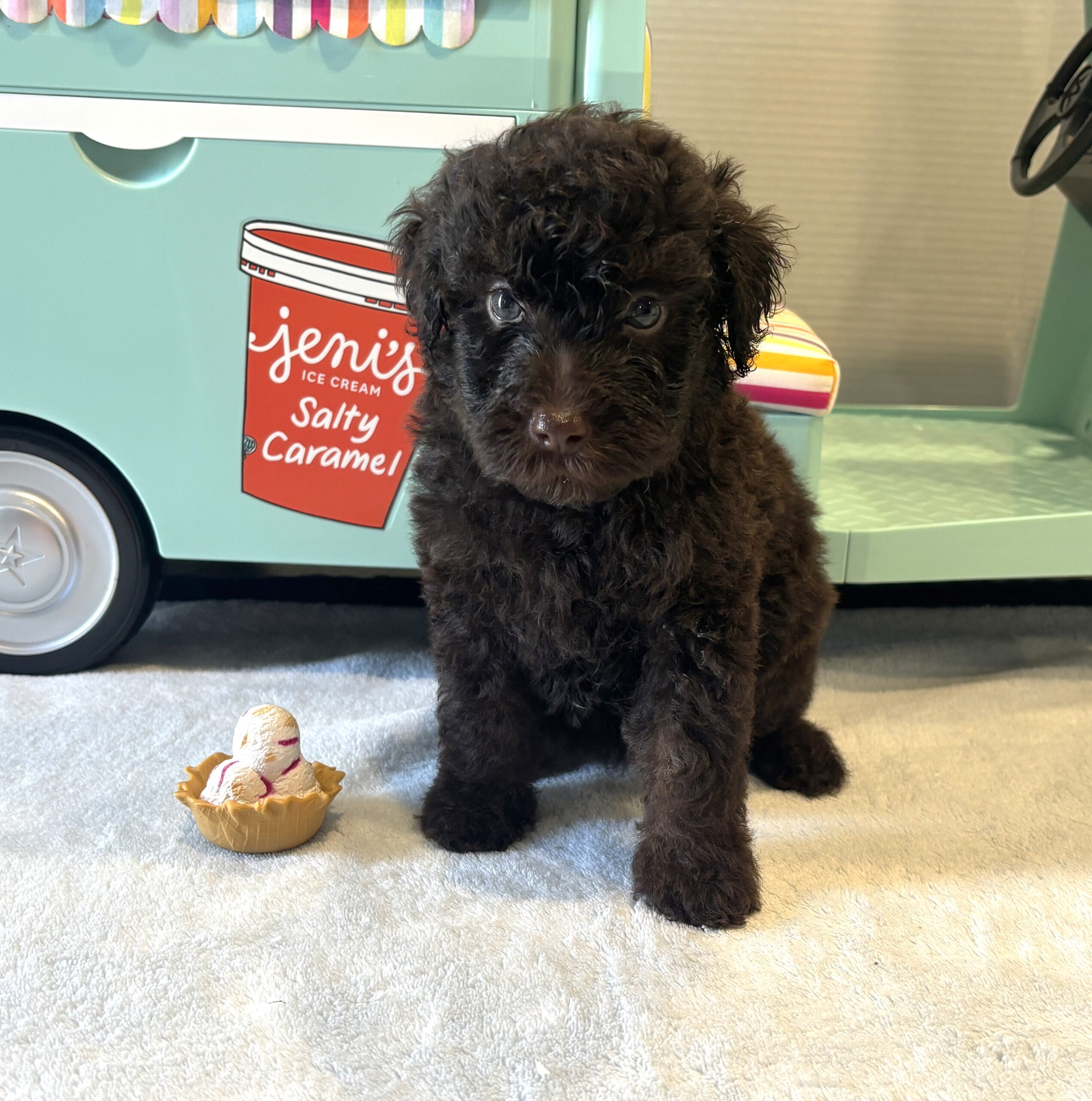 RICKY – Miniature Schnoodle $2400