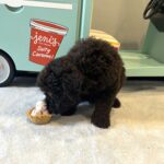 RICKY – Miniature Schnoodle $2400
