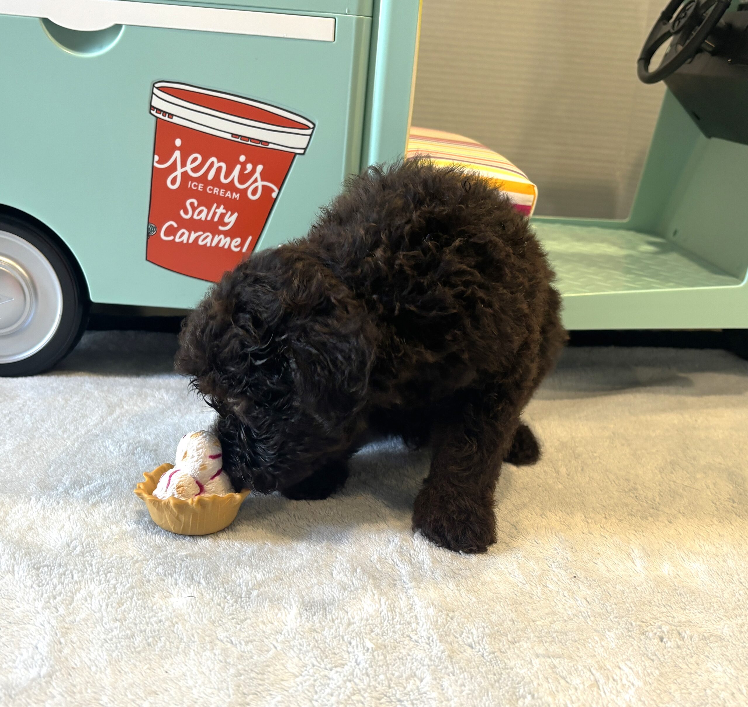 RICKY – Miniature Schnoodle $2400