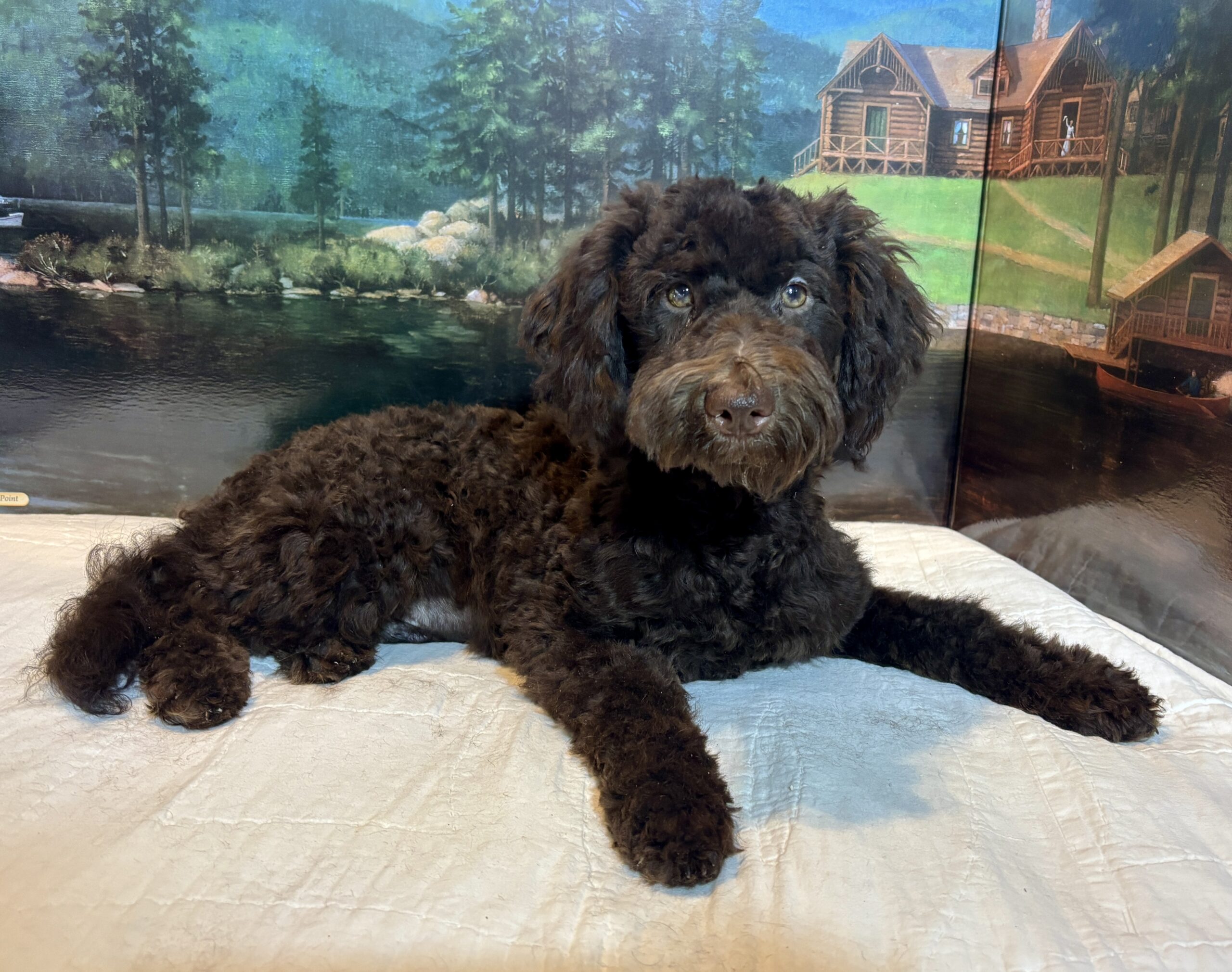 RICKY – Miniature Schnoodle $2300