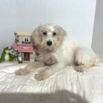 RIVER – Miniature Schnoodle $2000
