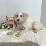 RIVER – Miniature Schnoodle $2000