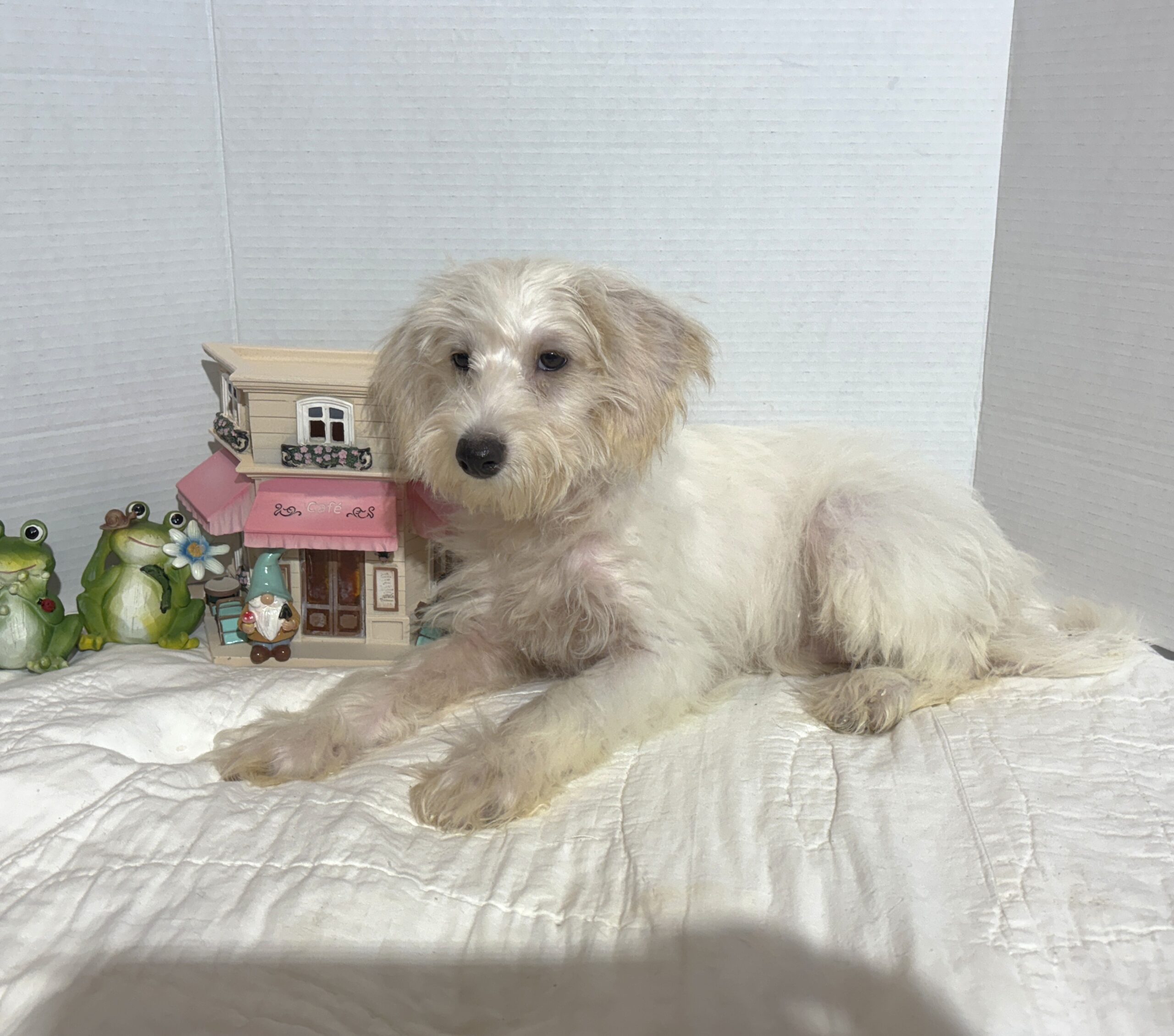 RIVER – Miniature Schnoodle $2000