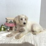 RIVER – Miniature Schnoodle $2000