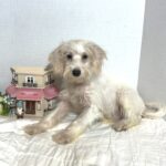 RIVER – Miniature Schnoodle $2000