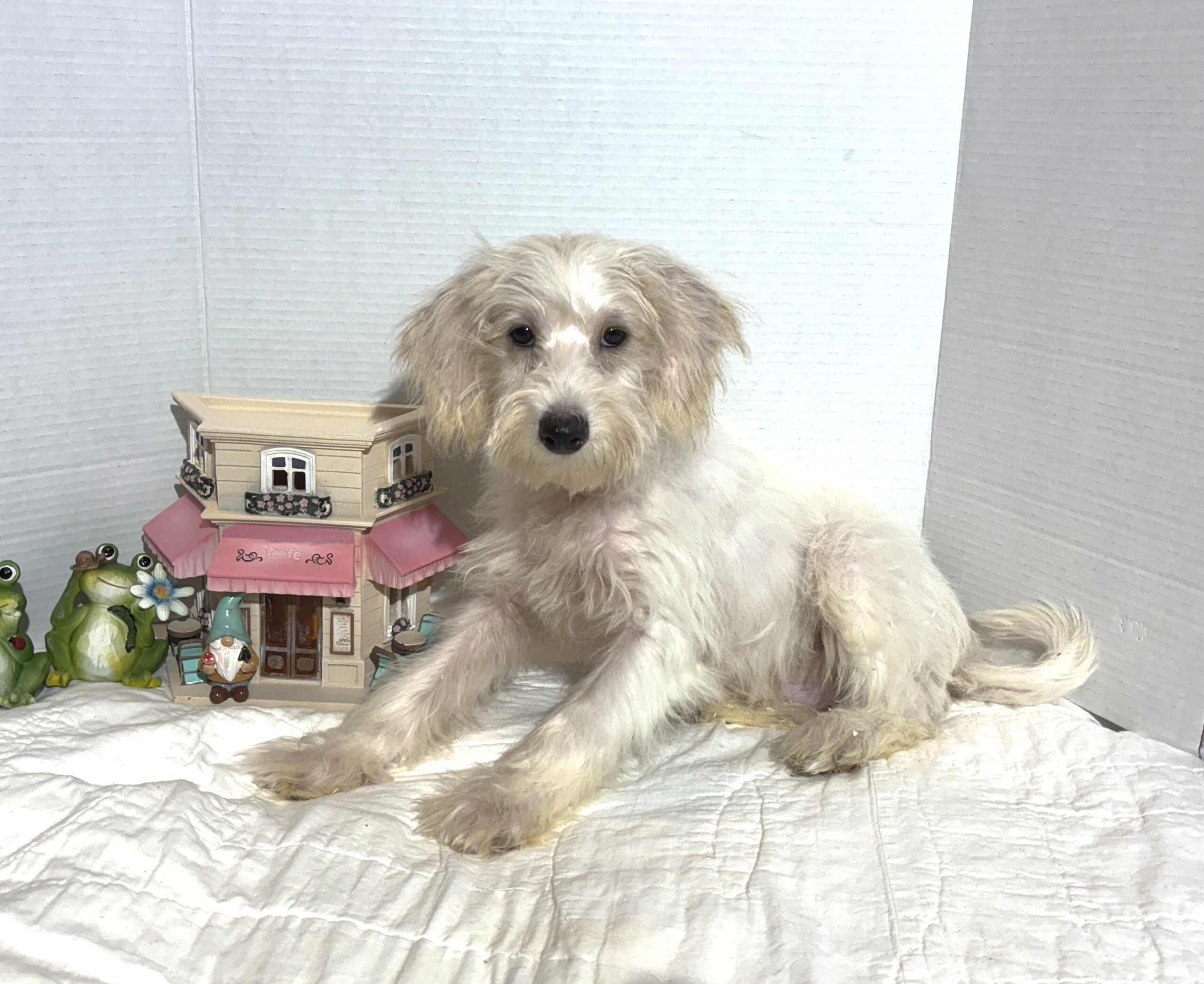 RIVER – Miniature Schnoodle $2000