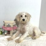 RIVER – Miniature Schnoodle $2000