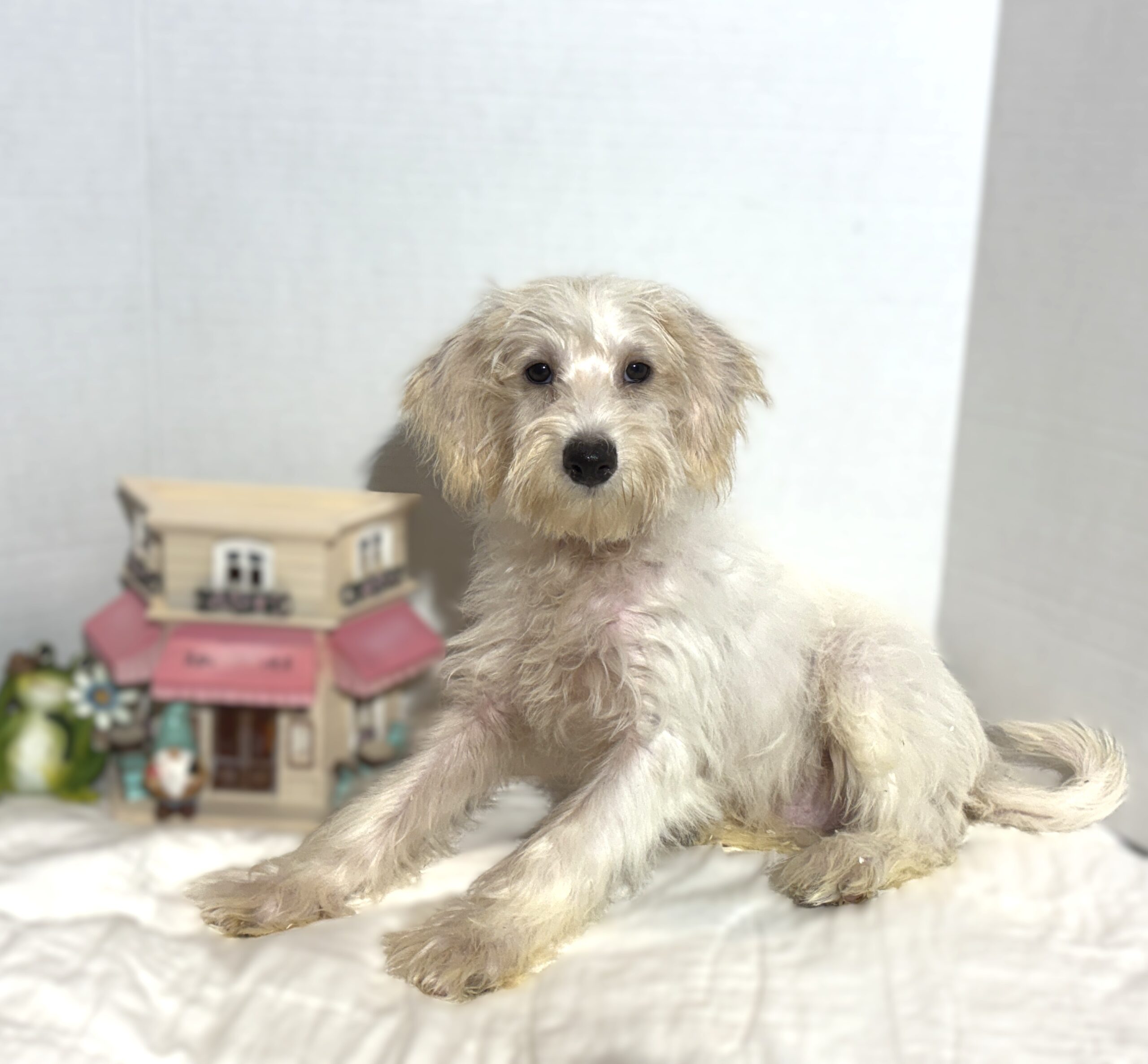 RIVER – Miniature Schnoodle $2000