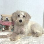 RIVER – Miniature Schnoodle $2000